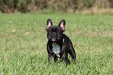 BOULEDOGUE FRANCAIS 573